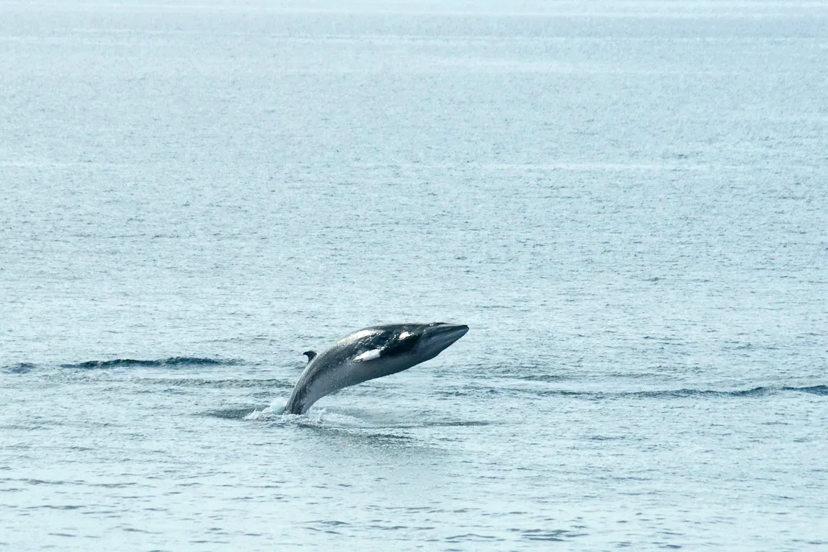 Minke whale breaching off the Isle of Harris, Scotland, UK. © Getty