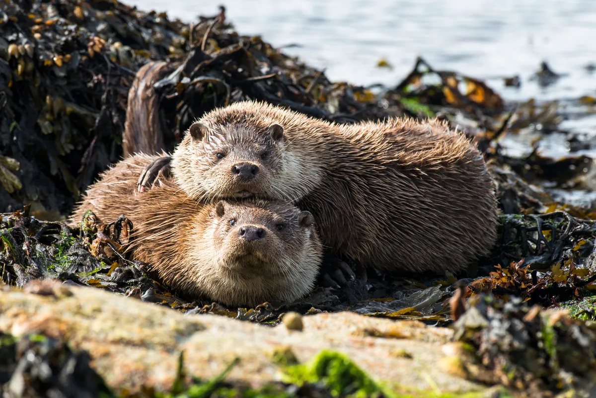 European otters resting at shoreline, Yell, Shetland Islands, Scotland, UK. © James Warwick/Getty