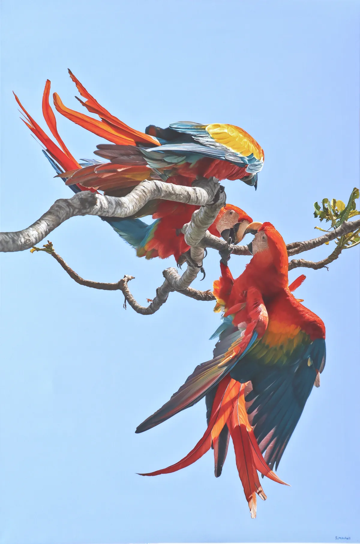 Highly Commended: Scarlet Macaw (Ara Macao), by Scott Mitchell.