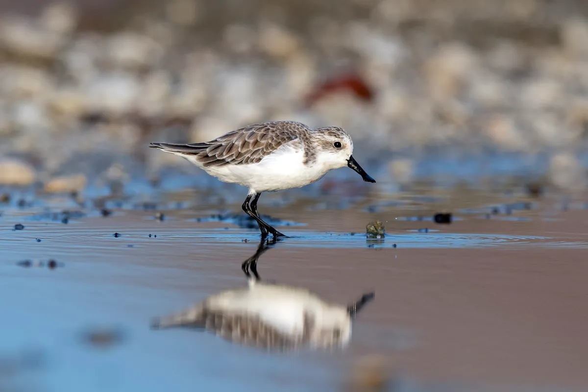 A spoon-billed sandpiper in non-breeding plumage, in Thailand. © Nitat Termmee/Getty Images