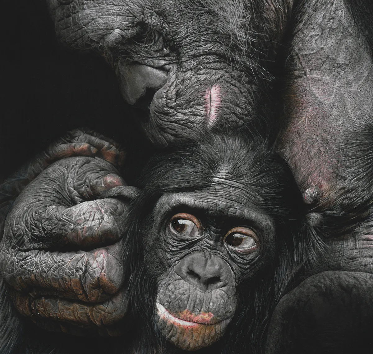 Animal Behaviour category winner: Father & Son, by Szilvia Mate.