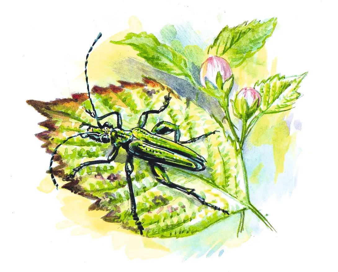 Thick-legged flower beetle. Dan Cole:The Art Agency