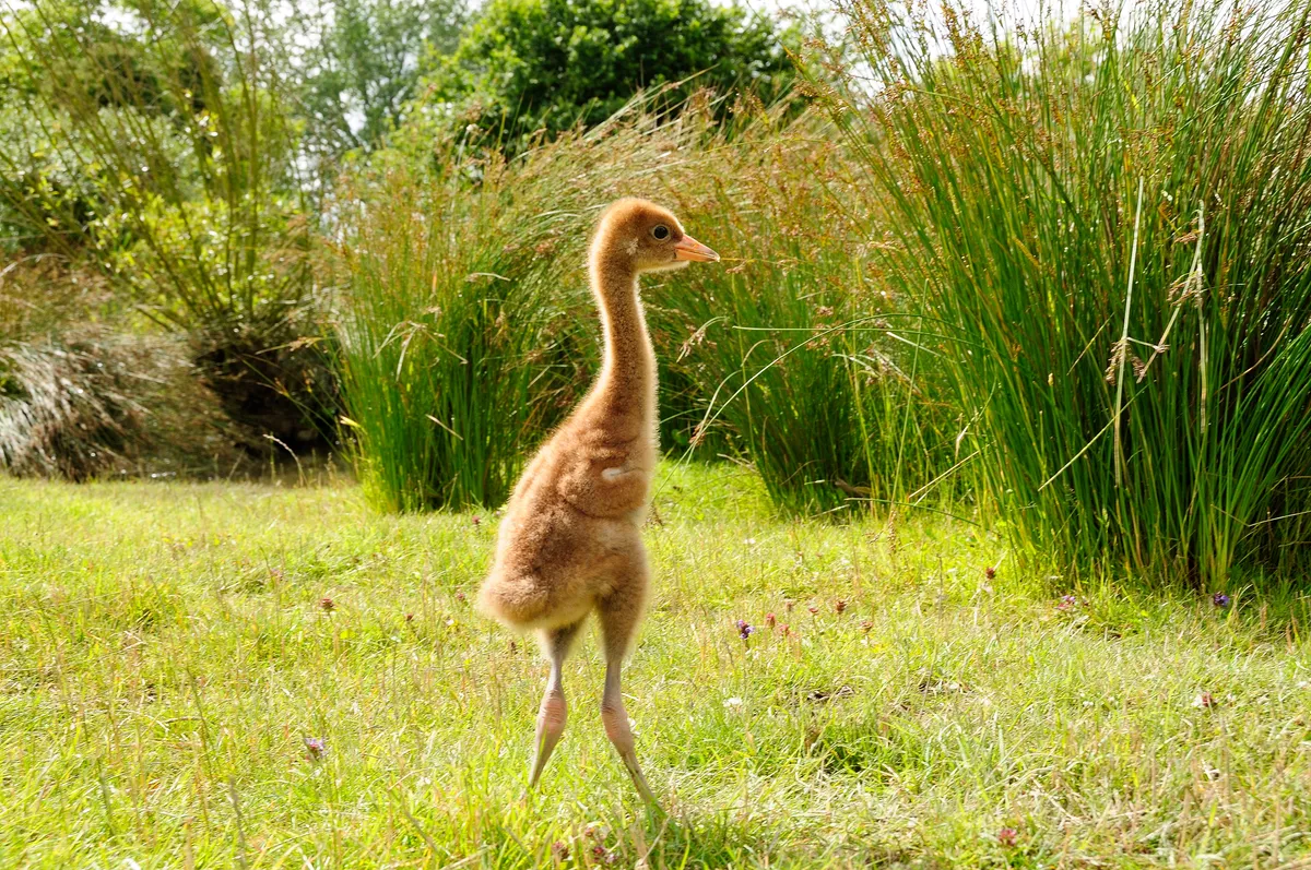 A three-week-old common crane chick. © Nick Upton/RSPB