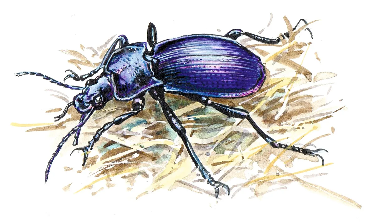 Violet ground beetle. Dan Cole:The Art Agency