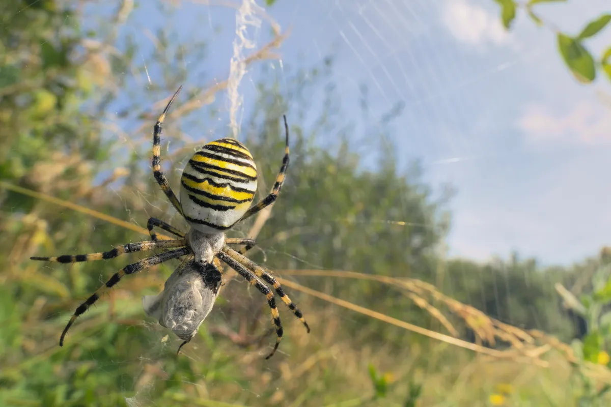A female wasp spider with prey in its web in Jersey. © Kirstian Bell/Getty