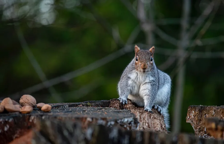 Grey squirrel © Craige Mcgonigle