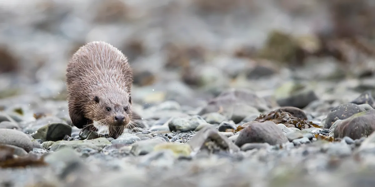 Otter on the prowl. © Andy Howard