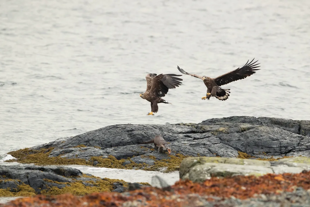 Otter feast disturbed by white-tailed eagles. © Andy Howard