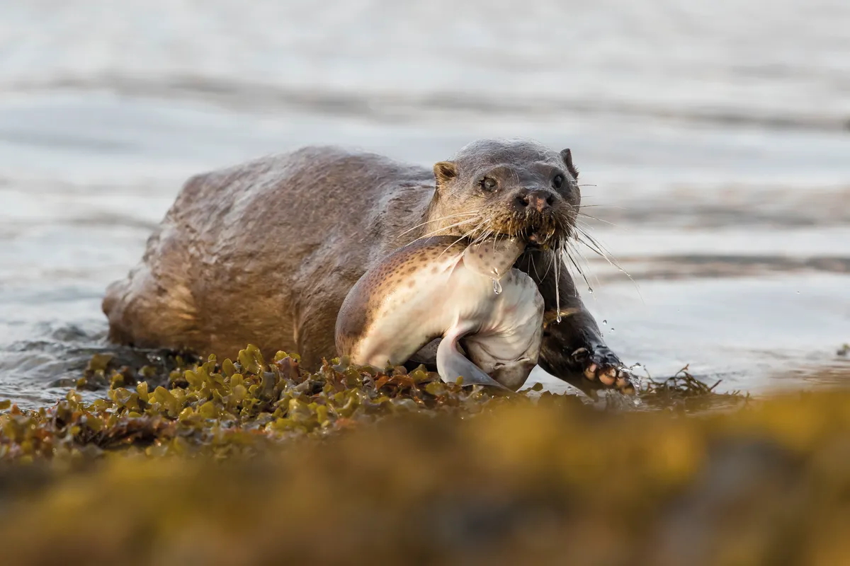 Otter with dogfish. © Andy Howard