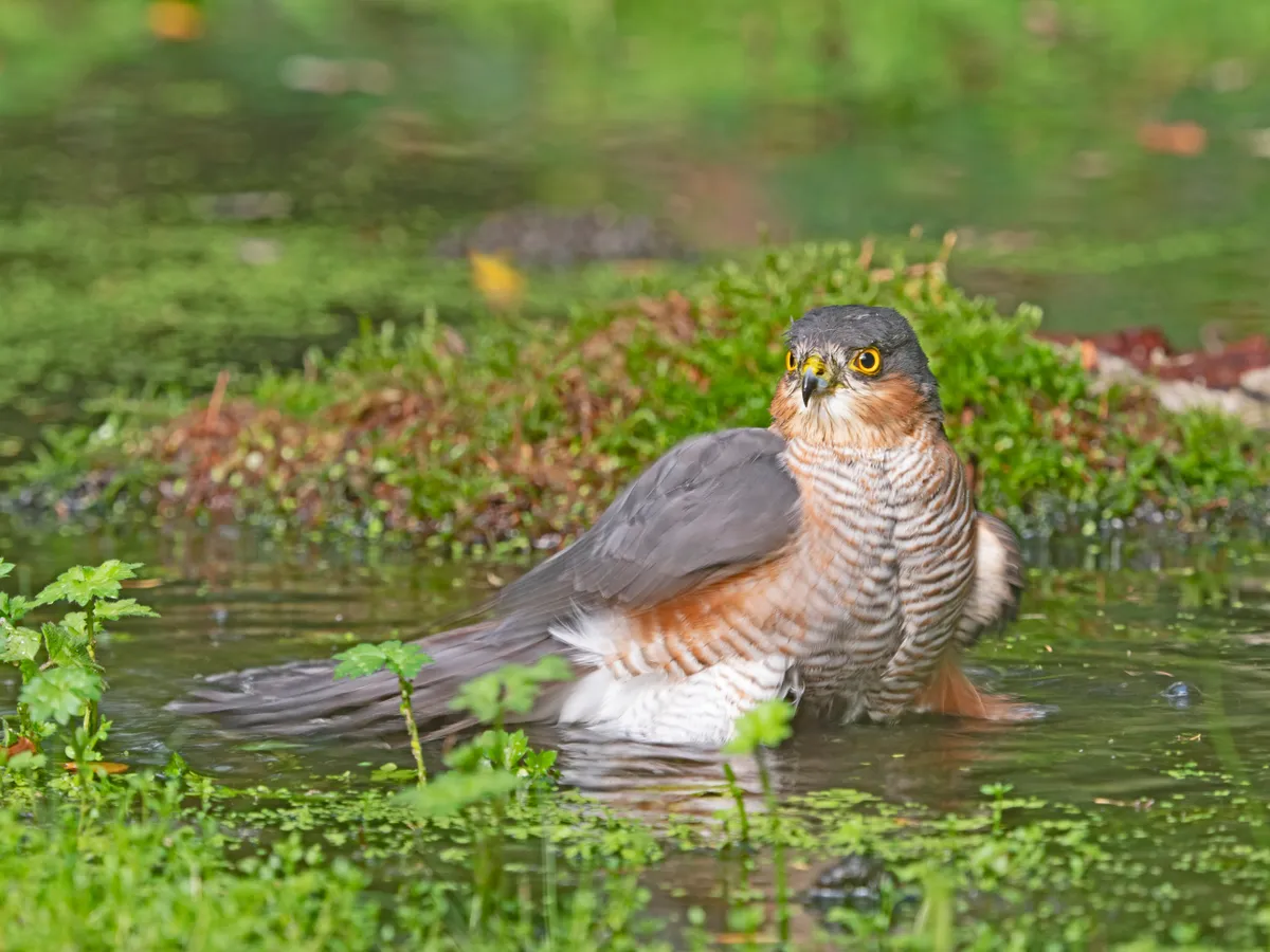 A male sparrowhawk bathing in woodland pool, Norfolk, UK. © David Tipling