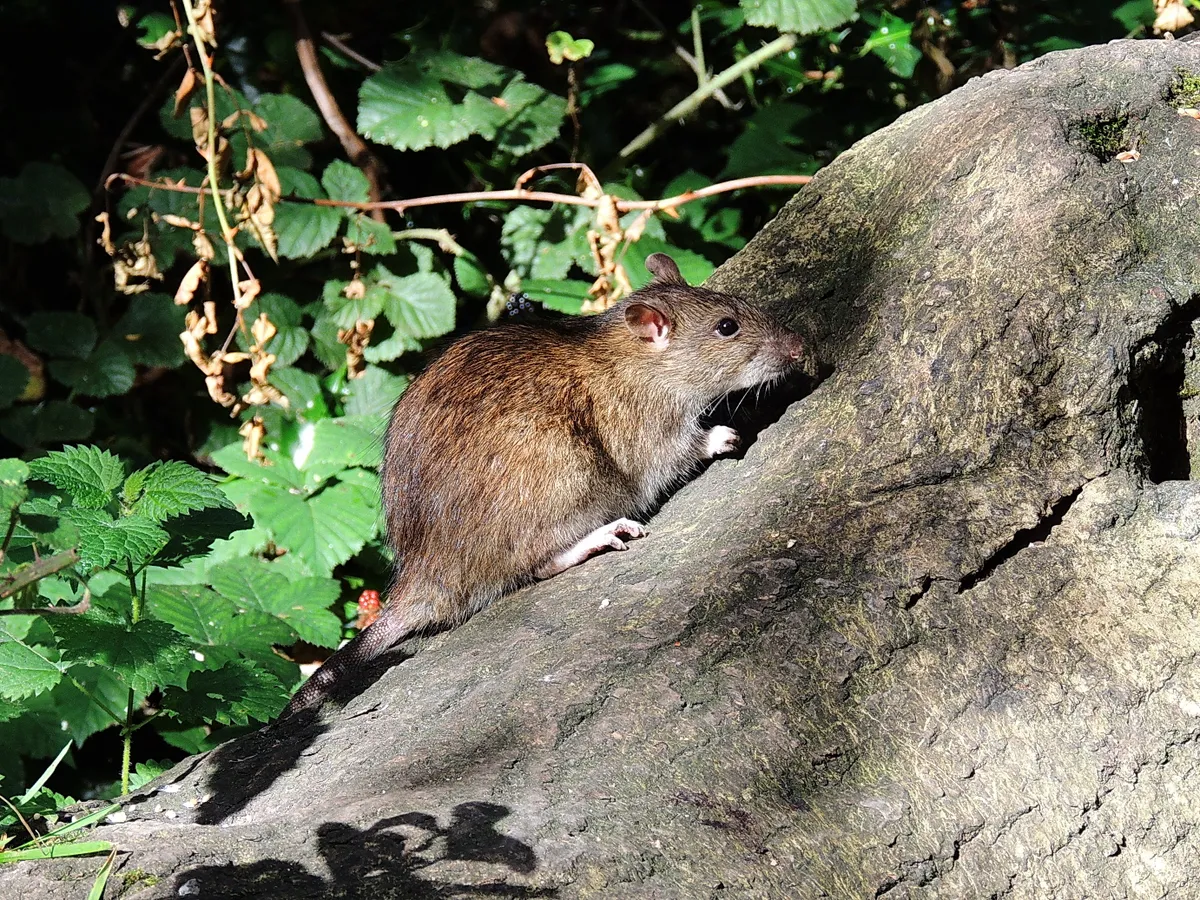 A brown rat on a log. © Malcom Welch/Mammal Society