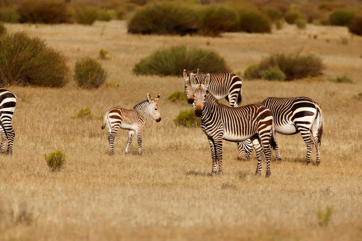 The Cape mountain zebra is a subspecies of the mountain zebra. © Hoberman Collection/Universal Images Group/Getty