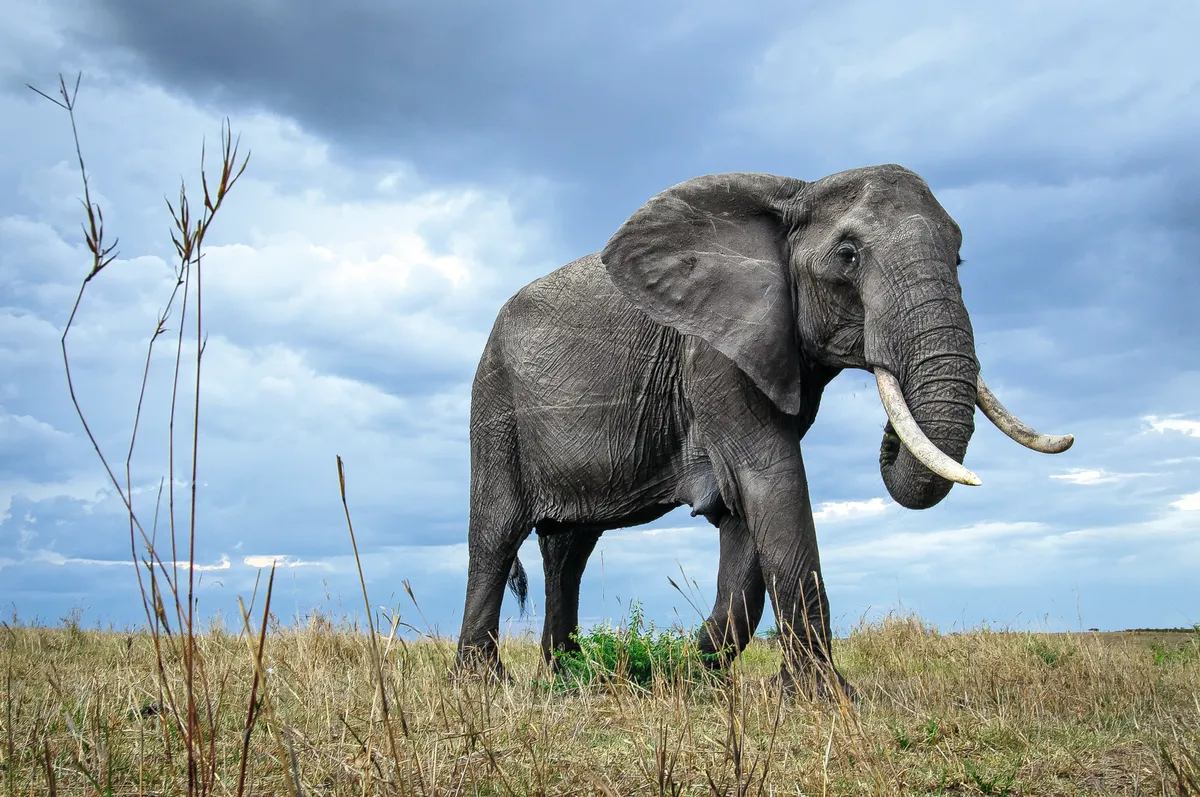 Elephant in the wild/Credit: David Lloyd, New Big Five