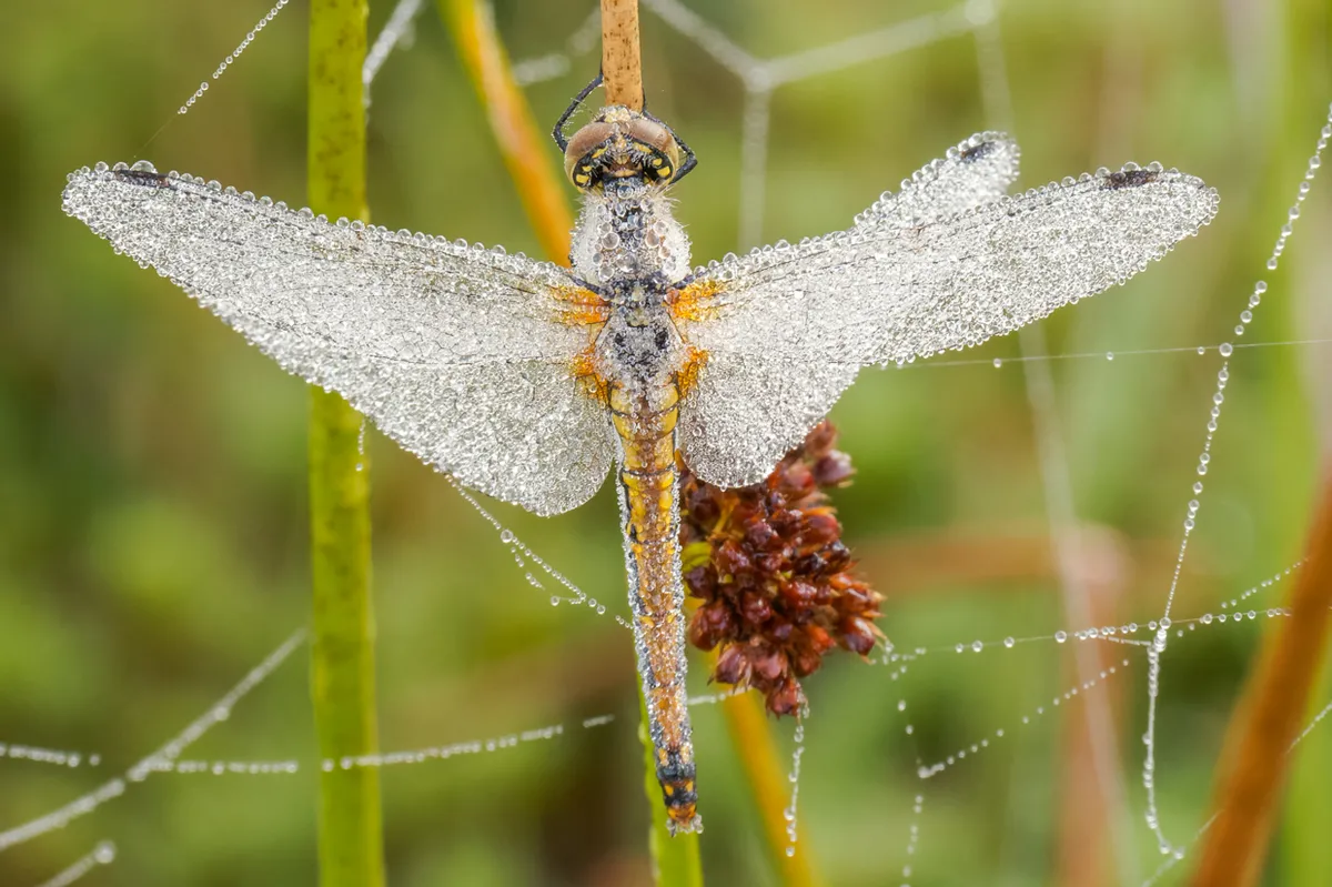 A female black darter dragonfly covered in dew. © Andrew Fusek Peters