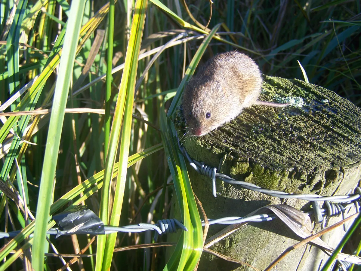 A field vole on the top of a fence post. © Derek Crawley/Mammal Society