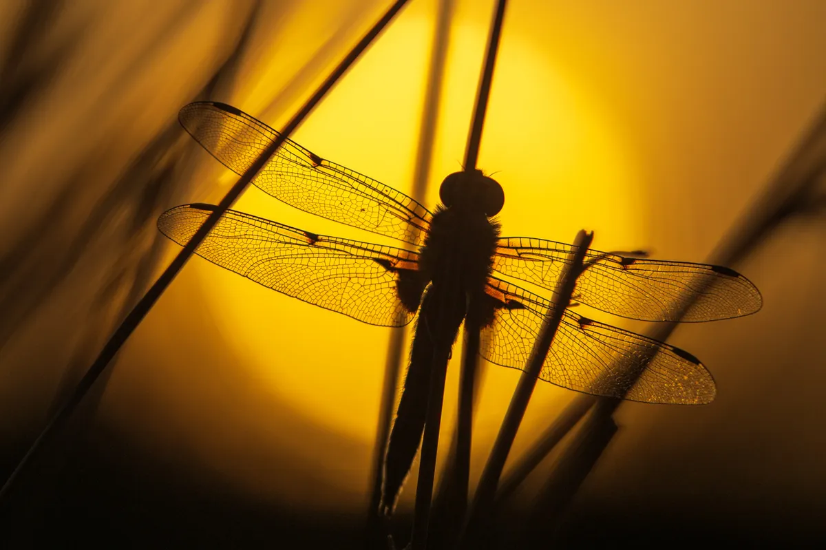 A four-spotted chaser dragonfly roosting at sunset on the Long Mynd. © Andrew Fusek Peters