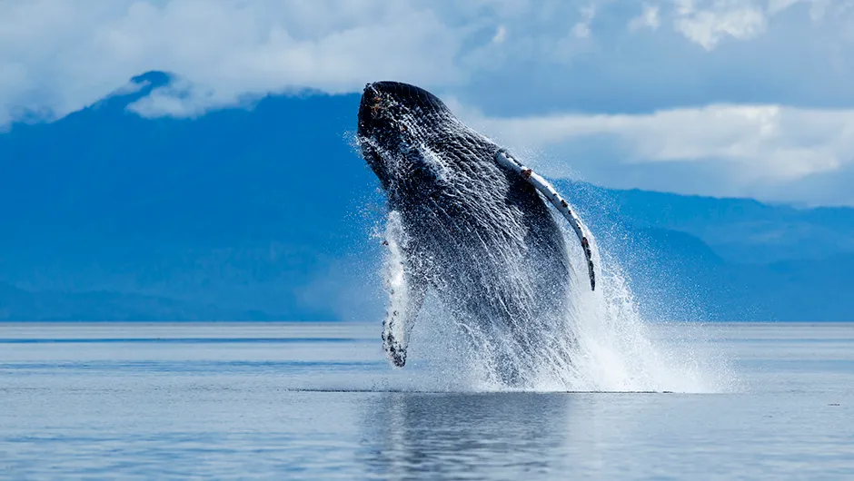 Humpback whale breaching in Alaska © Paul Souders