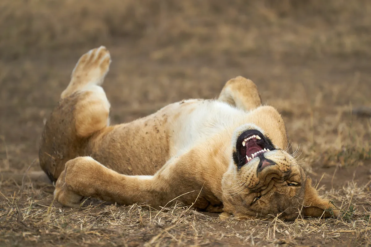 ROFL: Young lion in Tanzania. © Giovanni Querzani