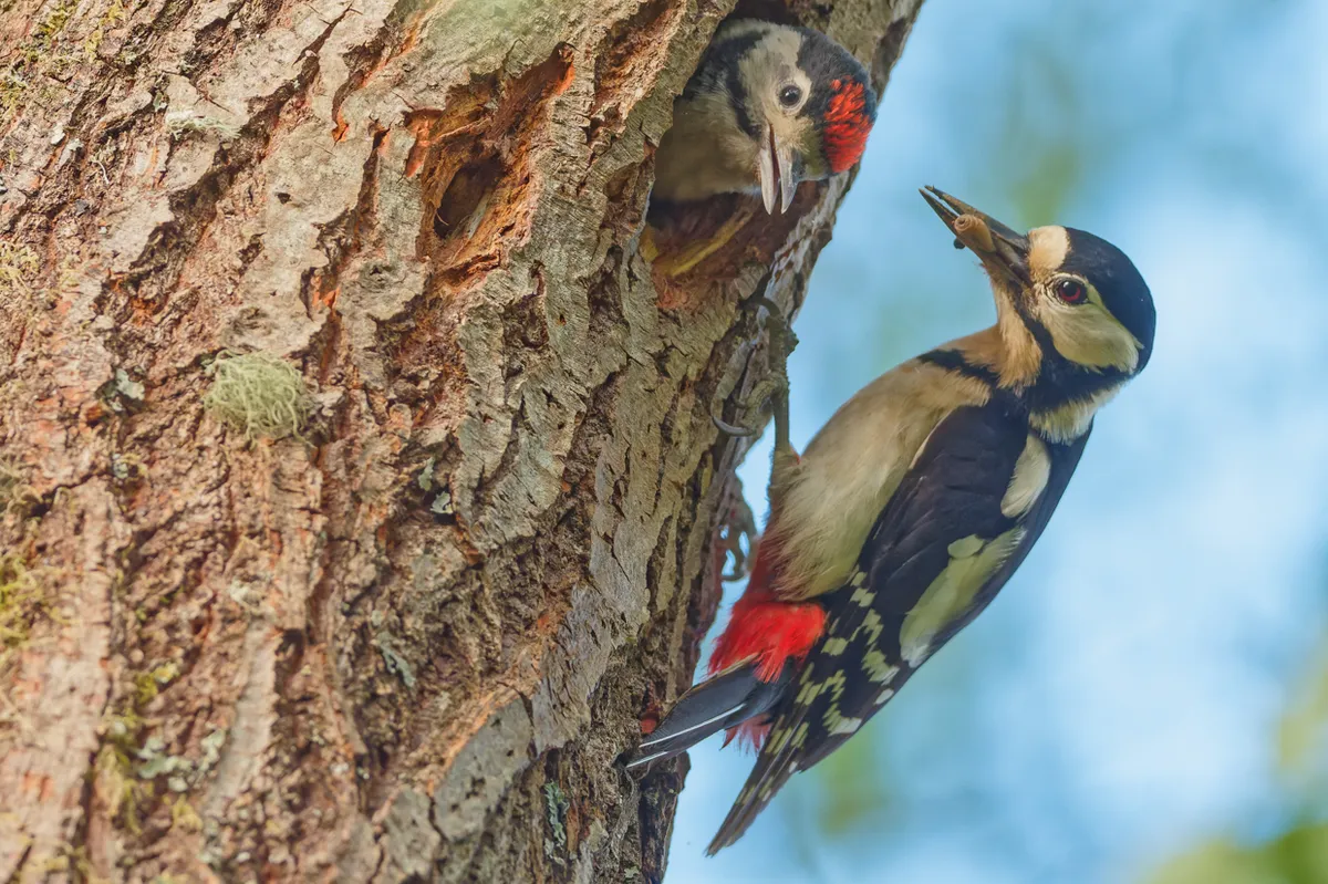 A female greater spotted woodpecker feeding her chick. © Andrew Fusek Peters