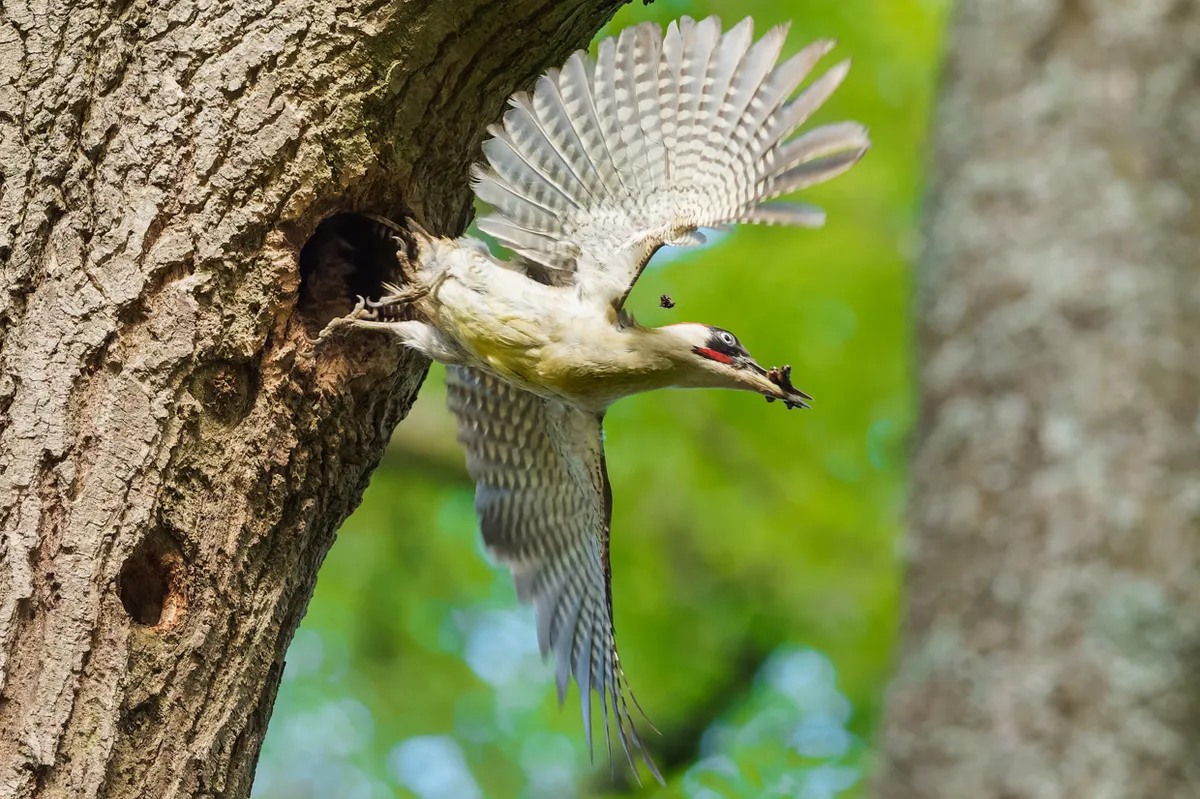 A green woodpecker parent cleaning the nest. © Andrew Fusek Peters