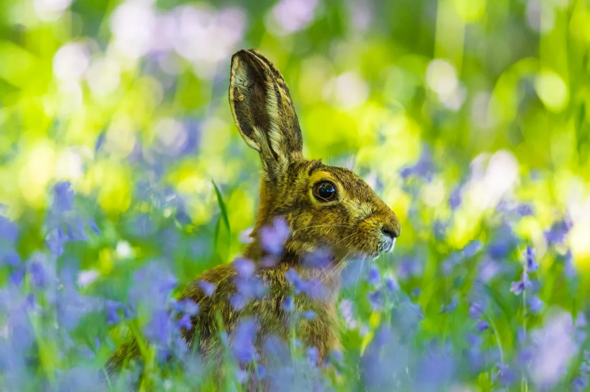 As this hare came through the bluebells, I I stayed still until it was almost close enough to touch. © Andrew Fusek Peters