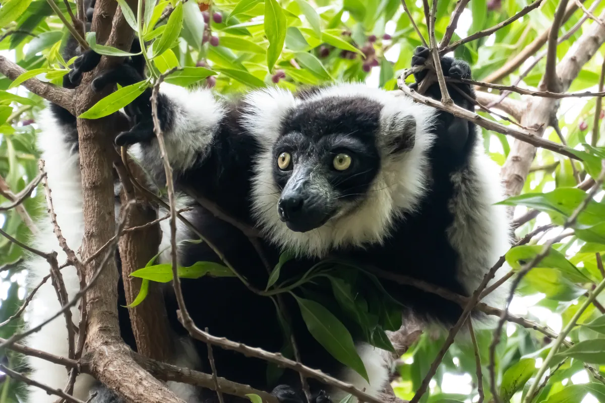 A black and white lemur amongst branches and foliage.