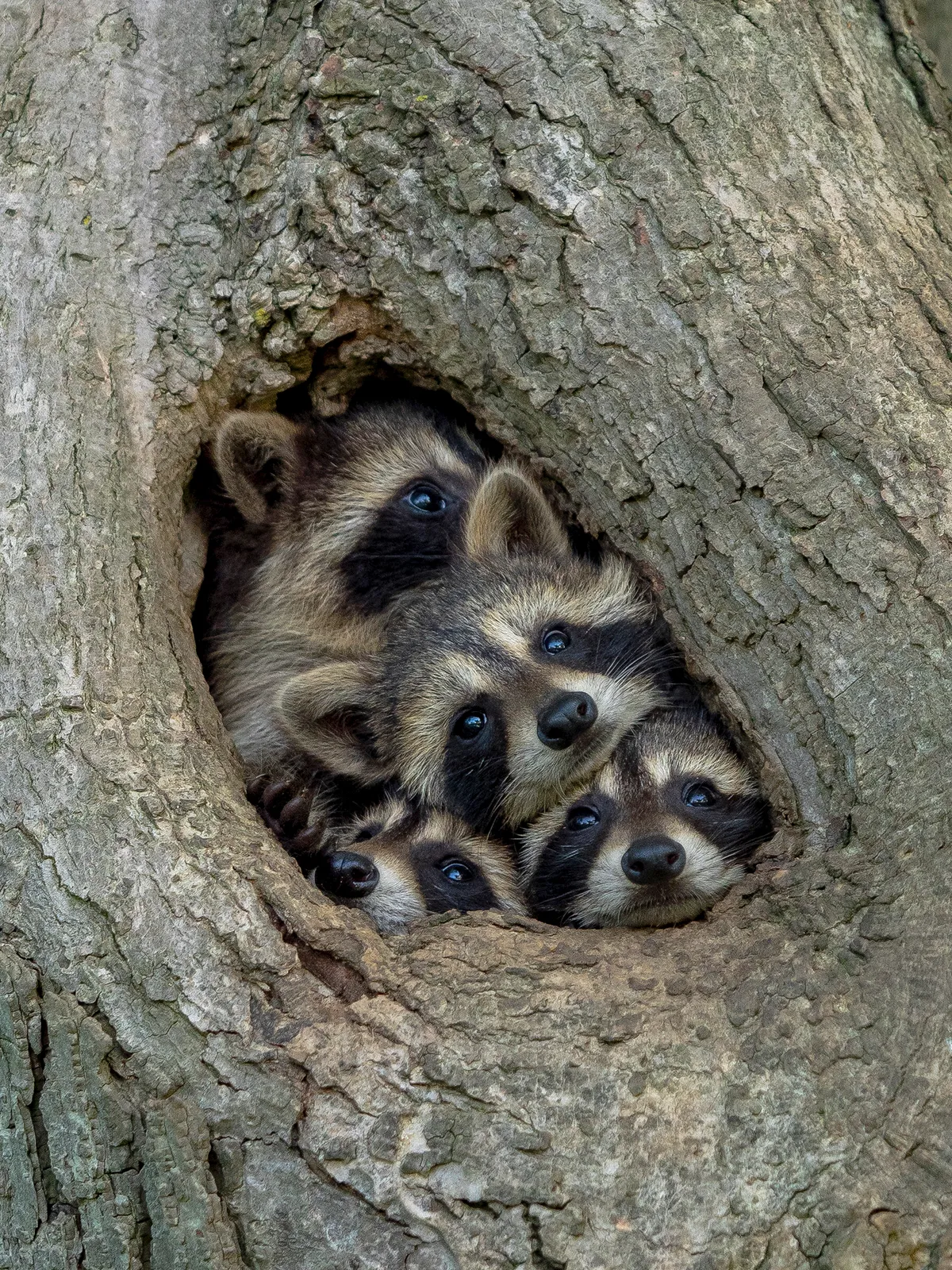 The Comedy Wildlife Photography Awards 2021 Kevin Biskaborn Barrie Canada Phone: Email: Title: Quarantine Life Description: Isolated inside with your family eager to get out and explore the world? These eastern raccoon kits are too. Just when you think there's no more room in the tree hollow, mother raccoon appears and displays just how compact the space is. The babies clambered all over their mom and each another, struggling to take a look at the exact same time. This photo was taken in Southwestern Ontario, Canada. After exploring a particular area with numerous tree hallows, I identified it as a hot spot for raccoon families. Since raccoons will move from den to den, often not spending more than one night at a time in a particular den, locating an area with numerous options is key to locating the animals. I stumbled across this family and immediately worked on leveling the camera with the hole to prevent an upward angle. When the camera and tripod were ready, the baby raccoons were extremely curious (and cooperative), sticking their heads out for a closer look! Animal: Raccoon / Procyon lotor Location of shot: Southwestern Ontario, Canada