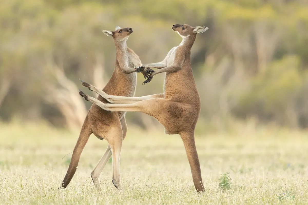 Missed!: Western Grey Kangaroo, Australia. © Lea Scaddan