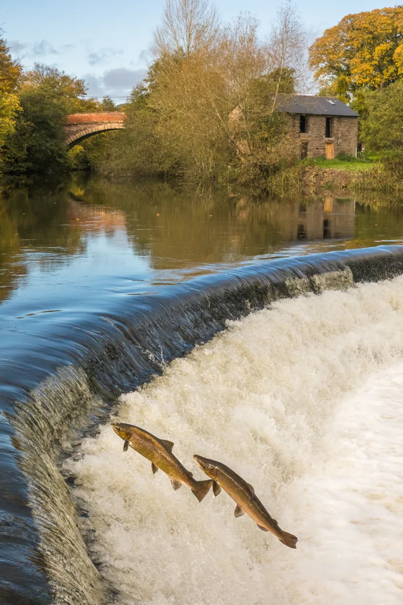 A male and female salmon leaping over the weir at Ashford Carbonel. © Andrew Fusek Peters