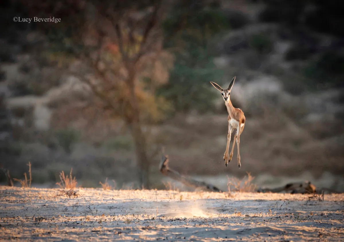 Yay - It's Friday!: Springbok, South Africa. © Lucy Beveridge