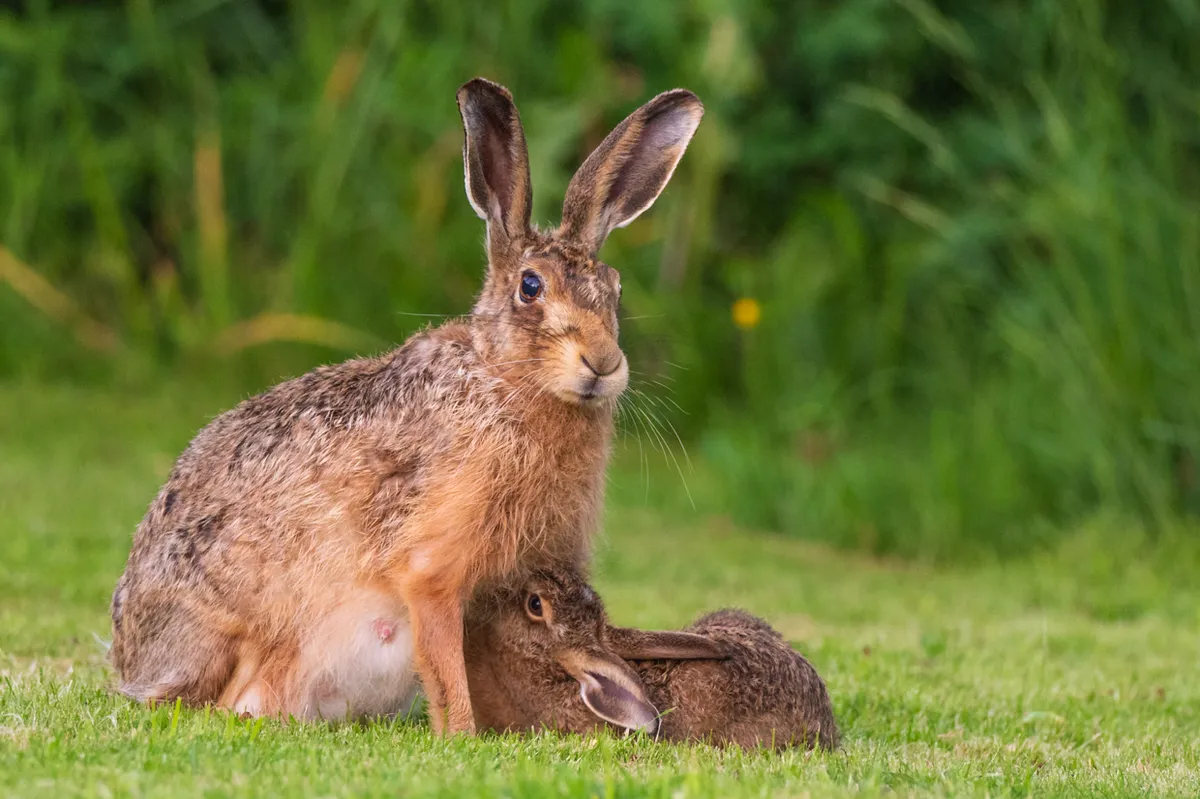 This jill hare had been coming into this upland garden for two years and hid her leverets in the kitchen borders and came in from the fields at dusk to feed her leveret. This behaviour has rarely been photographed. © Andrew Fusek Peters