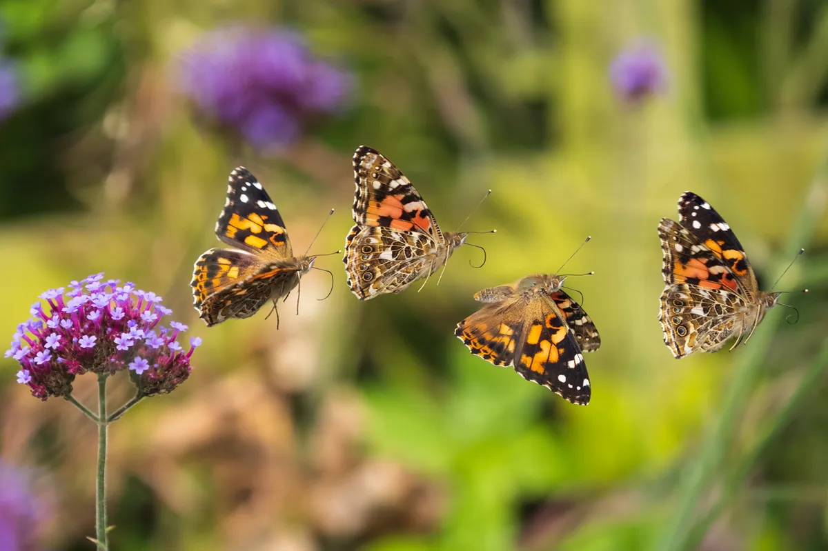 A painted lady butterfly taking flight in my garden. © Andrew Fusek Peters
