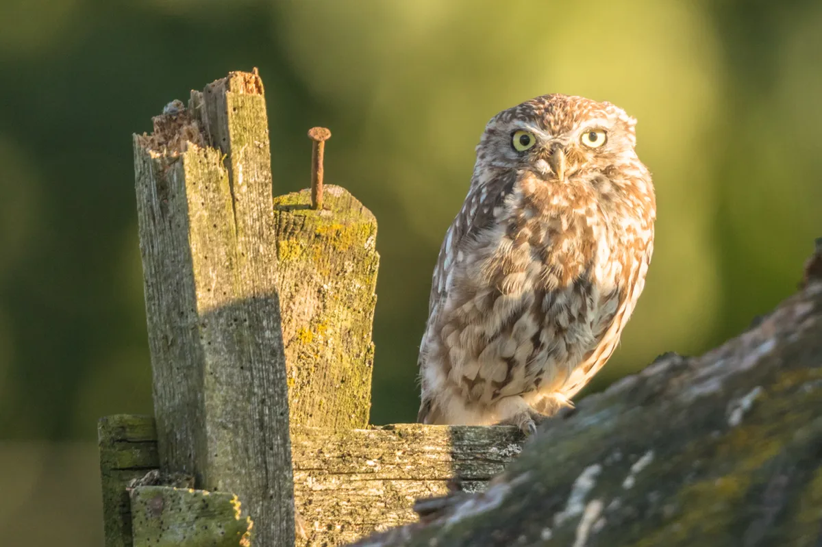 A little owl perched in the evening on an old abandoned farm building. © Andrew Fusek Peters