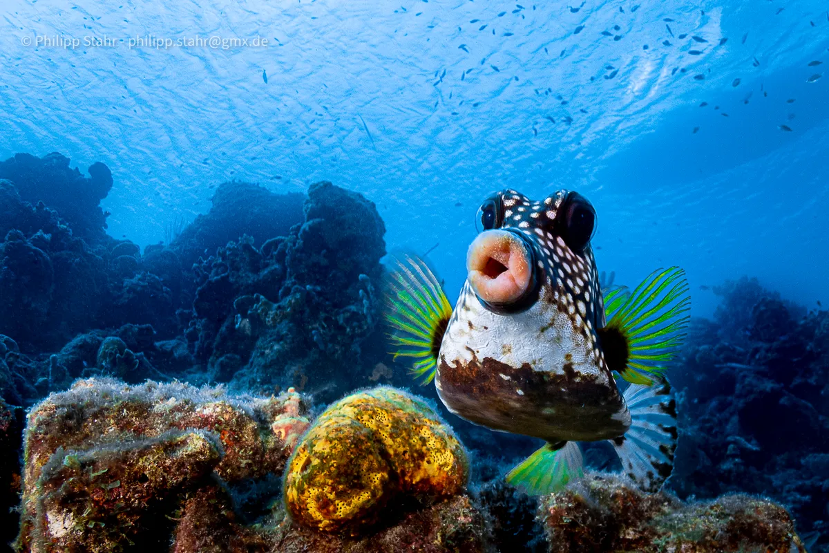 The Comedy Wildlife Photography Awards 2021 Philipp Stahr Mannheim Germany Phone: Email: Title: Sweet lips are for kissing! Description: This picture was taken at CuraÃ§ao, Dutch Caribbean. Usually box fishes are difficult to take pictures of, since they do not have a problem of a diver coming close, but if you show interest, they always turn the back and not the face to you. Thatâ€™s why I tried to swim 0.5m above the fish and showing no interest at all to him. The same time I had my camera not in front of me, but below at my chest pointing to the bottom. When the right moment had come, I turned the camera 90 degrees to the front and just point and shoot, hoping to have the fish in focus. Never expected to have its beautiful lips that close! Animal: Boxfish Location of shot: CuraÃ§ao, Dutch Caribbean