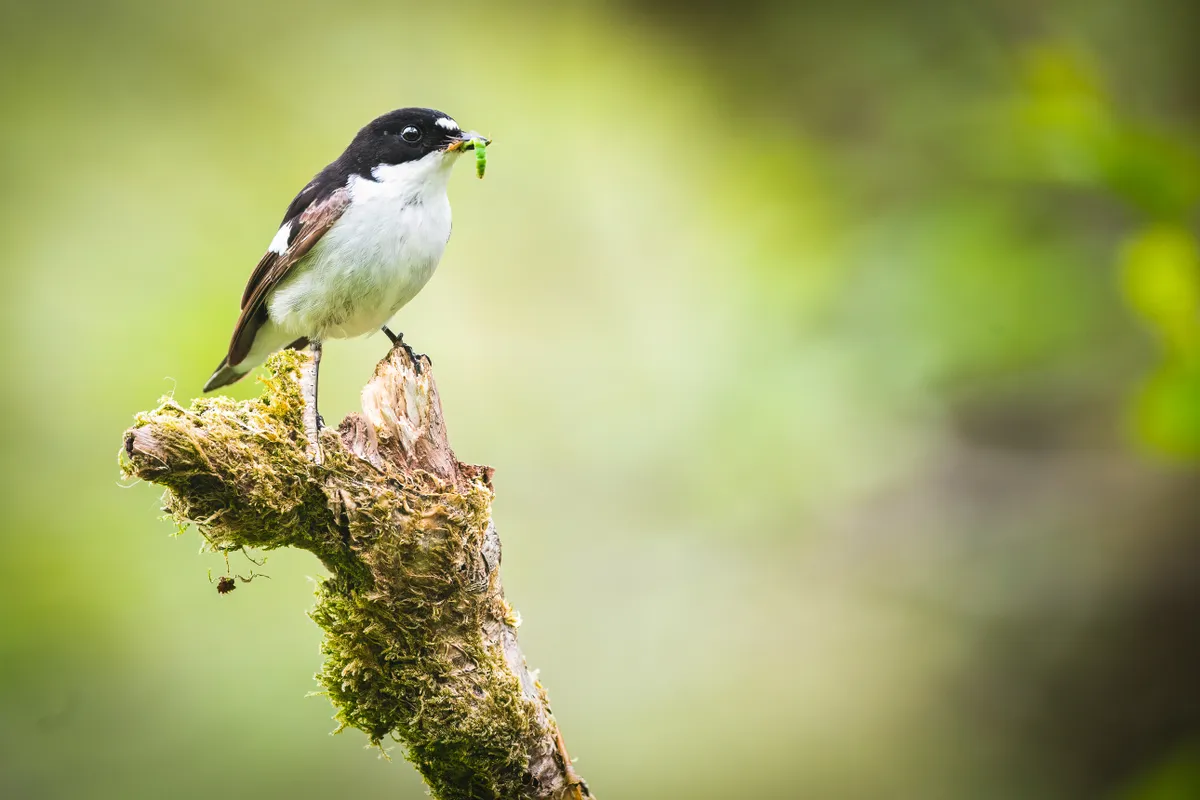 A male pied flycatcher with food. © Cain Scrimgeour/Wild Intrigue