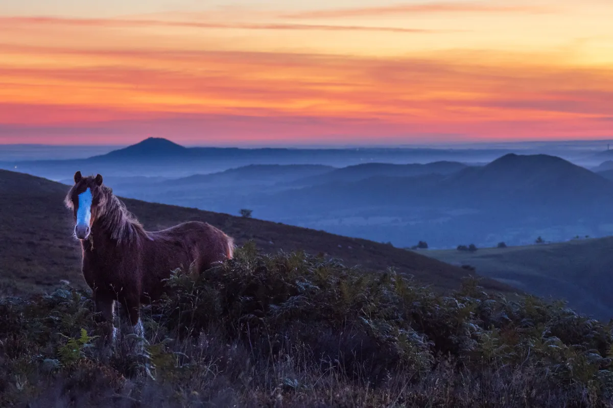 A pony at dawn on the Long Mynd with a view to the Wrekin. © Andrew Fusek Peters