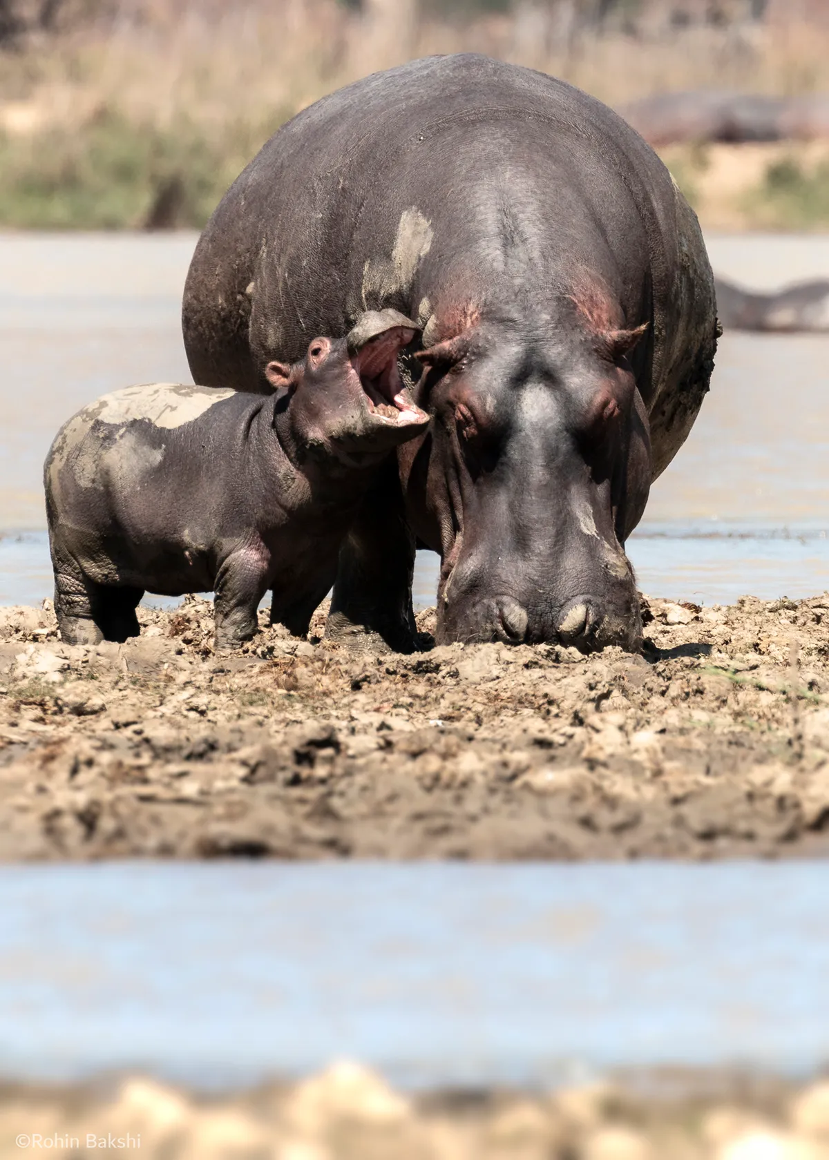 Cranky hippo: Hippo in Malawi. © Rohin Bakshi