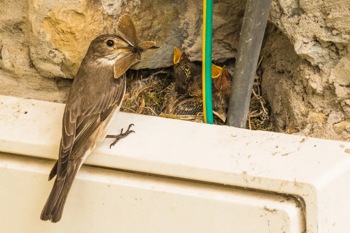 A spotted flycatcher nested in our electric meter and brought in a ringlet butterfly for the hungry chicks. © Andrew Fusek Peters