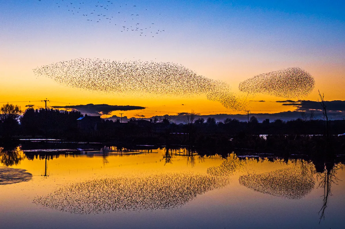 A perfect dusk meant the starling murmuration was reflected in flooded fields as they came into roost at Whixall Moss. © Andrew Fusek Peters