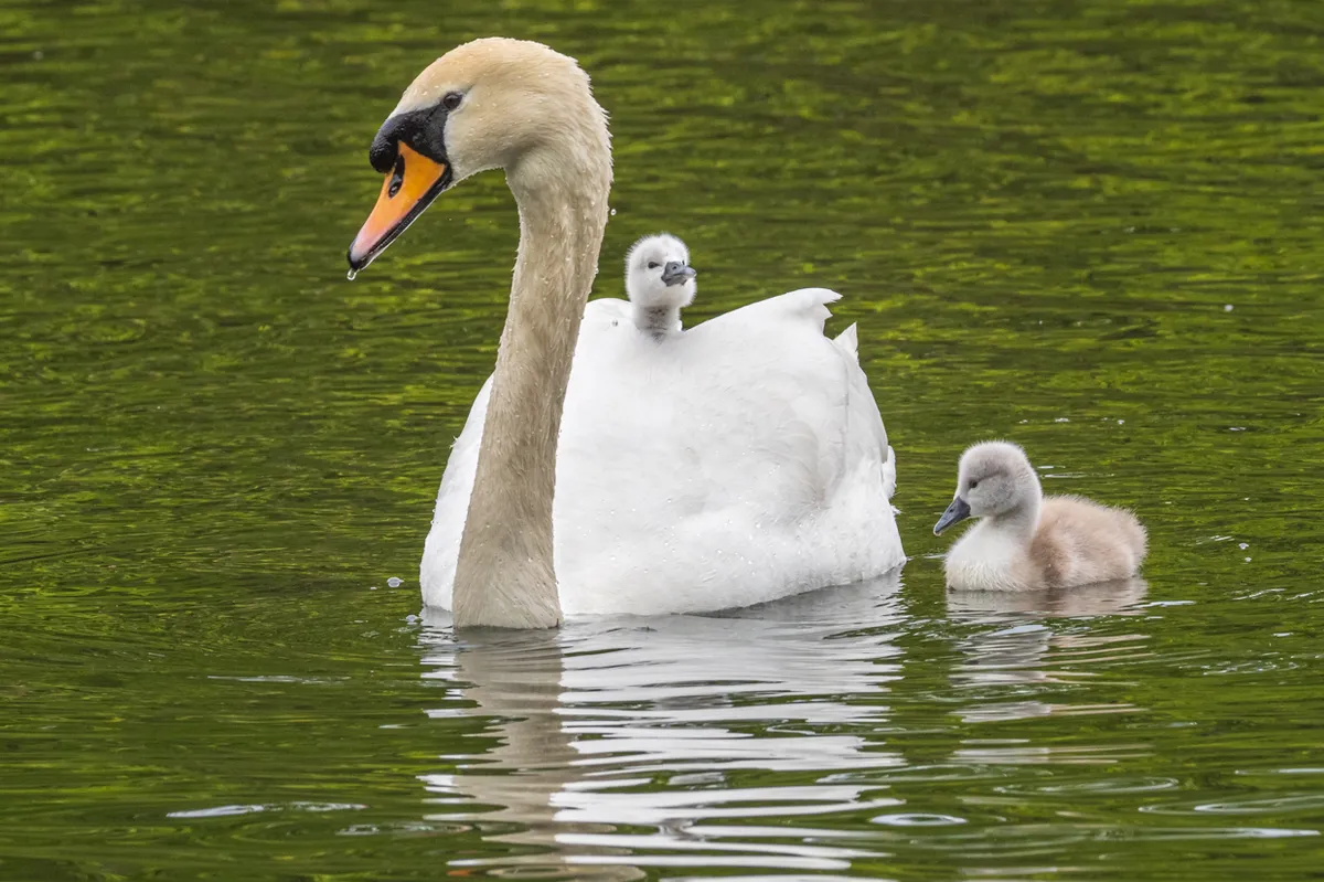 One of the cygnets getting a ride from mum at Walcoot Lake. © Andrew Fusek Peters