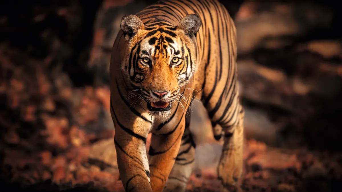 TIGER Vladimir Cech Jr Royal bengal tiger portrait New Big 5