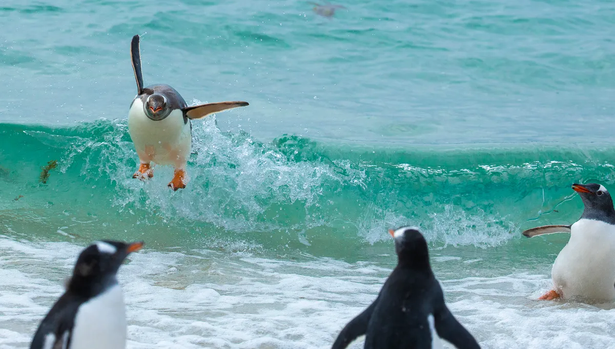 Happy: Penguin, Falklands. © Tom Svensson
