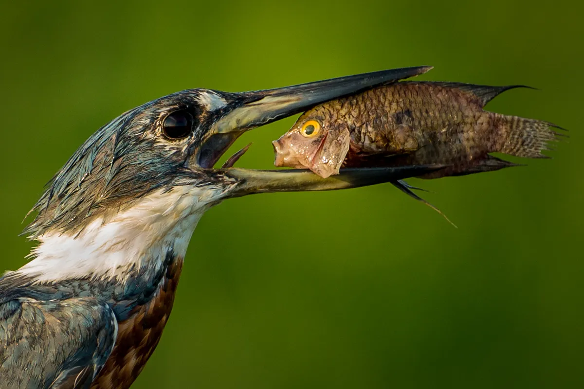 The Comedy Wildlife Photography Awards 2021 Txema Garcia Laseca Palma Spain Phone: Email: Title: â€œHouston, weâ€™ve had a problemâ€ Description: This fish is astonished when has been trapped for a fisher bird. Animal: Amazon Kingfisher (Chloroceryle amazona) Location of shot: Pantanal (Brazil)