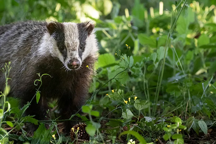 Badger photographed from the Speyside Wildlife hide. © Jane Hope