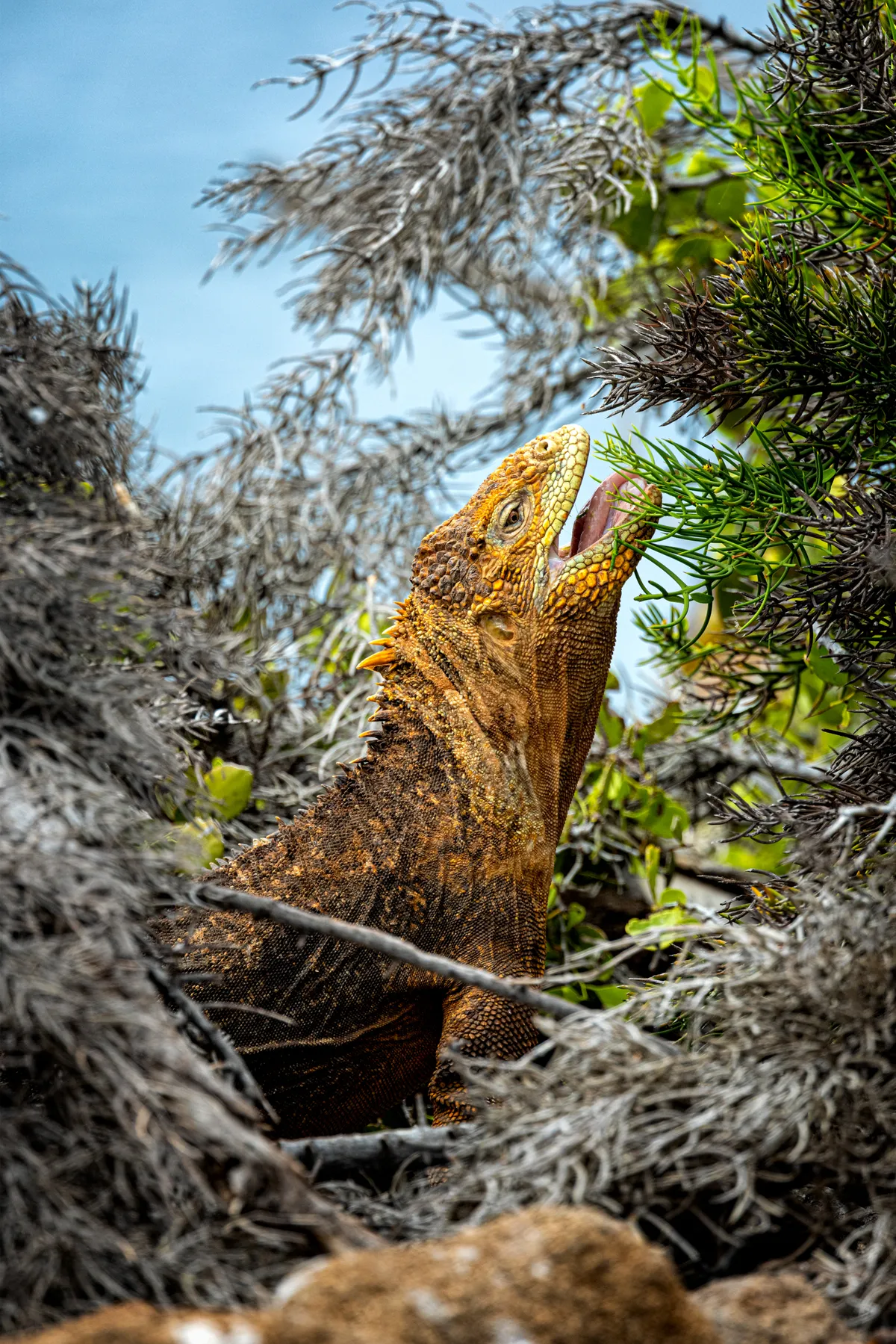 1st place Animals in Action: Galápagos land iguana on North Seymour island. © Leighton Lum/Galapagos Conservation Trust