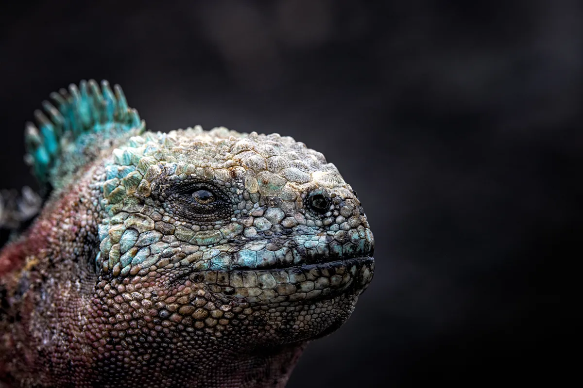 1st place Up Close and Personal: marine iguana, Española island. © Leighton Lum/Galapagos Conservation Trust