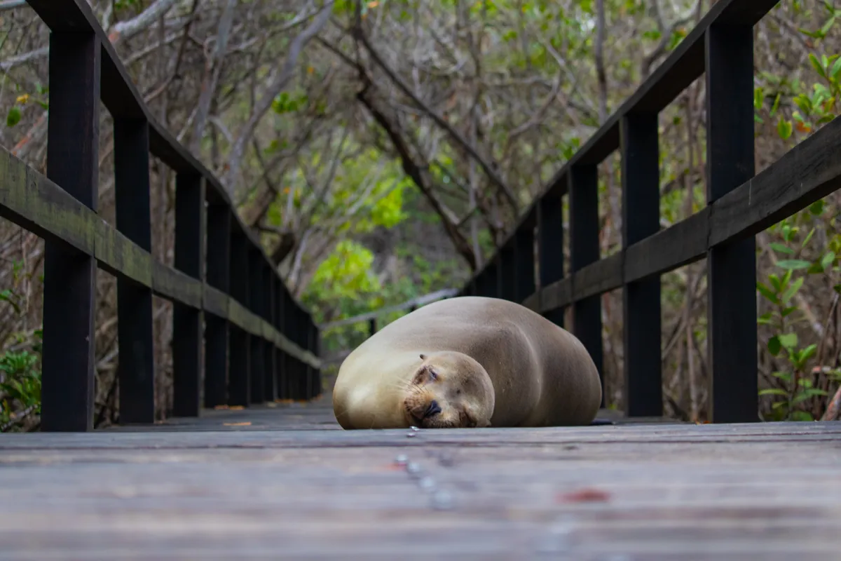 1st place Urban Life: Galápagos sea lion on Isabela island. © Fisher Houston/Galapagos Conservation Trust