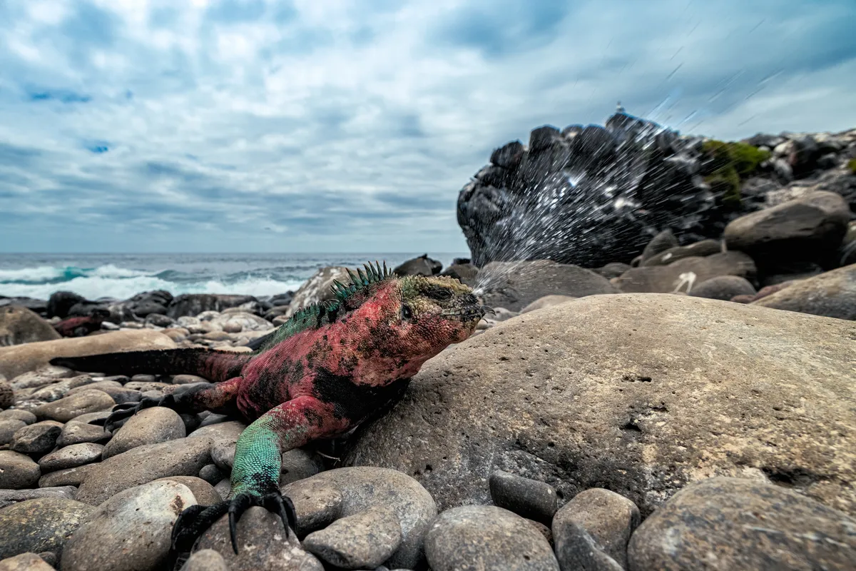 2nd place Animals in Action: marine iguana on Española island. © Leighton Lum/Galapagos Conservation Trust