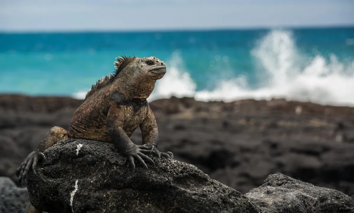 3rd place Coastal and Marine: marine iguana on Isabela island. © Juan Jaramillo/Galapagos Conservation Trust