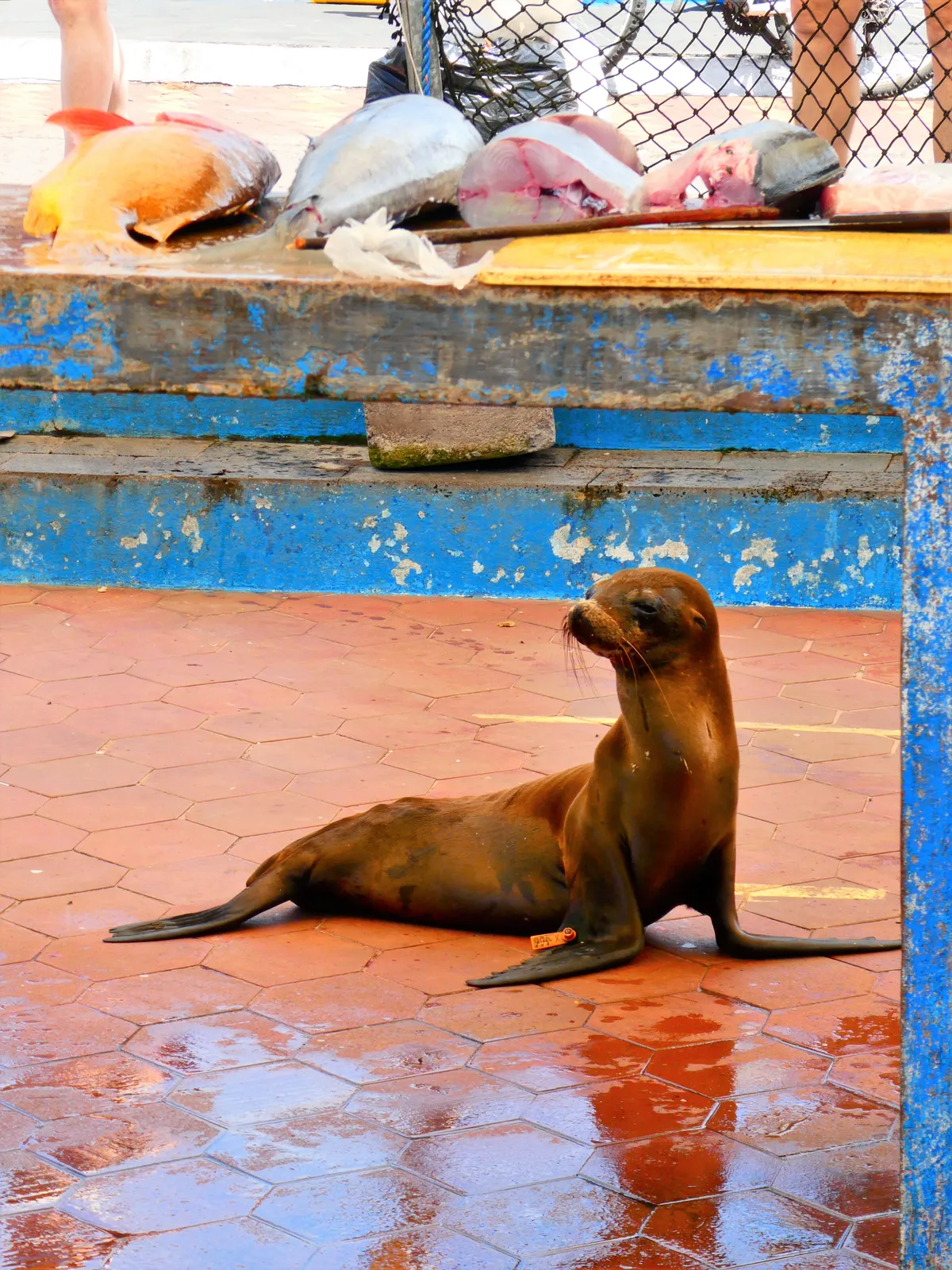 3rd place Urban Life: Galápagos sea lion on Isabela island. © Claire Herbaux/Galapagos Conservation Trust